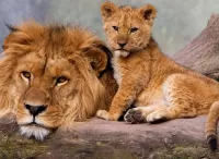 Zagadka Lion and lion cub