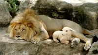 Puzzle The lion and the lamb