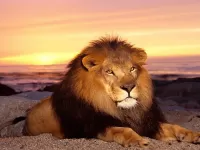 Quebra-cabeça Lion on the sea shore