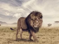 Quebra-cabeça Lion in savannah