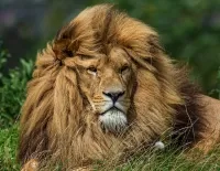 Quebra-cabeça Lion in the grass