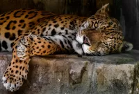 Quebra-cabeça Lying leopard
