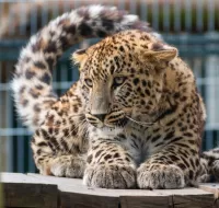Rätsel Lying leopard
