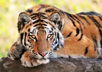 Quebra-cabeça Lying tiger