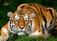Zagadka Lying tiger
