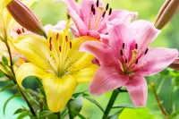 Jigsaw Puzzle Lily