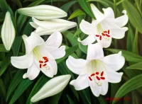 Jigsaw Puzzle Lilies