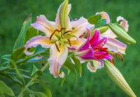 Jigsaw Puzzle Lilies and buds