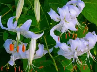 Bulmaca Lilies and buds