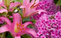 Rompecabezas Lilies and Phlox