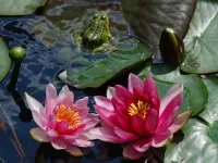 Zagadka Water lilies and frog