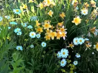 Puzzle Lilies and camomiles