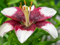 Jigsaw Puzzle Lily