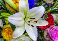 Zagadka Lily among flowers