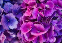 Bulmaca Purple hydrangea