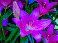 パズル purple lily