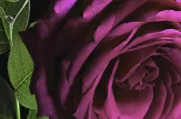 Пазл Лиловая роза