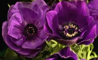 パズル Purple anemones