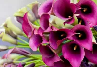 Jigsaw Puzzle Purple Calla lilies