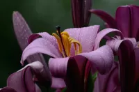 Puzzle Purple Lily