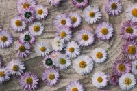 Jigsaw Puzzle Lilac daisies