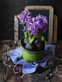 Quebra-cabeça Purple hyacinth