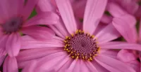 Quebra-cabeça Purple flower