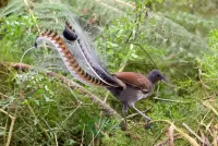 Quebra-cabeça Lyrebird