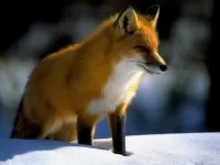パズル Fox