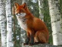 Слагалица Fox
