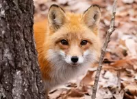 パズル A fox