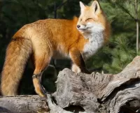 Slagalica Fox