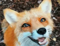 Puzzle A fox
