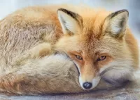 Bulmaca Fox
