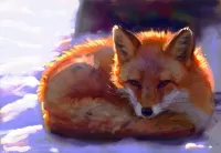 Quebra-cabeça Fox