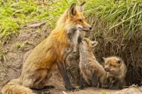 Jigsaw Puzzle Fox and cubs