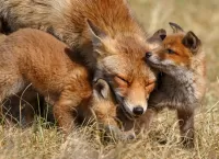 パズル Fox and cubs
