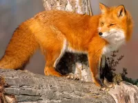 Quebra-cabeça Fox on the tree