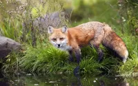 Jigsaw Puzzle Fox at the watering