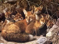 Bulmaca Fox with cubs