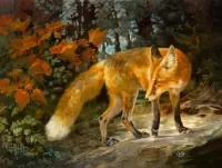 Zagadka Fox in the forest