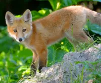 Quebra-cabeça Fox