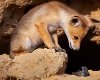 Rompecabezas Fox cub and mouse