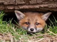 Puzzle Fox in the hole