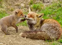 Rompecabezas Fox