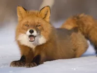 Rätsel Fox