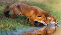 Quebra-cabeça Foxes