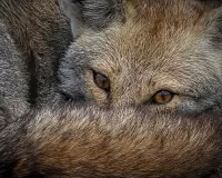 Quebra-cabeça fox look