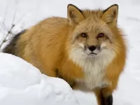 Slagalica Fox