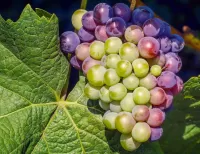 Rompecabezas Leaf and grapes